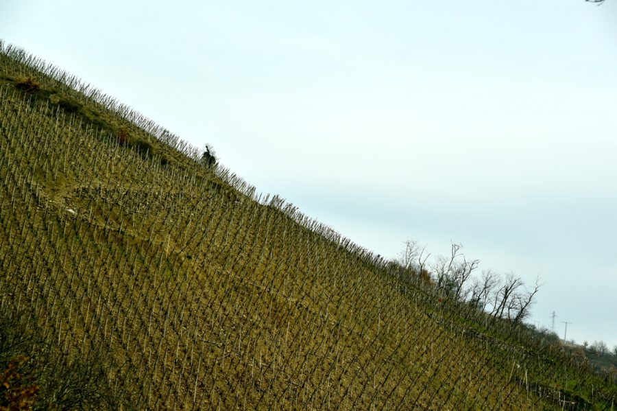 コンドリューのぶどう畑（真砂土）、世界最高のヴィオニエが栽培されています