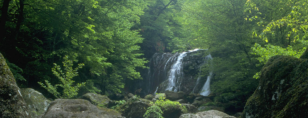 みんなのリサイクルで徳島県の森林づくり